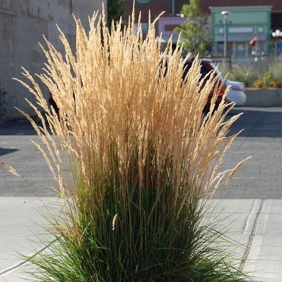 semis de fleur Trzcinnik Ostrokwiatowy Overdam Calamagrostis x Acutiflora