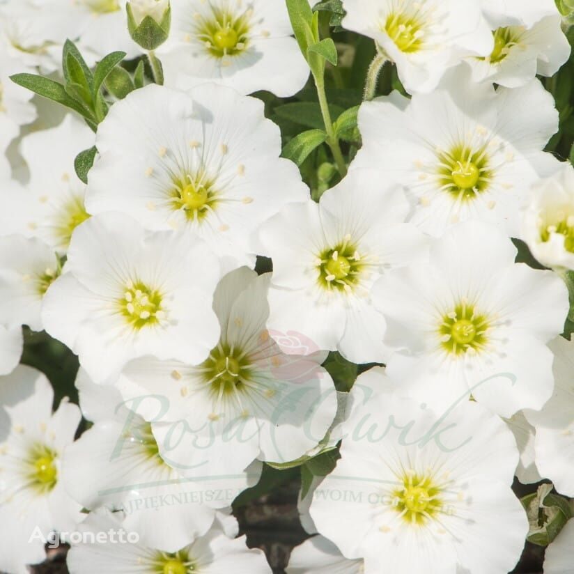 Piaskowiec Górski 'Arenaria Montana' Blizzard bloem zaailing