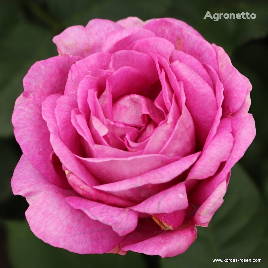 Róża Carmen Würt® bloem zaailing