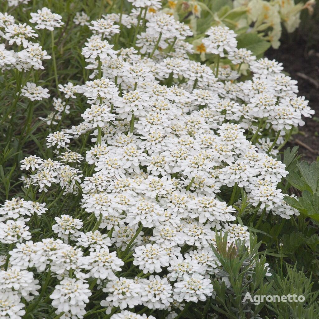 Ubiorek Wieczniezielony Appen Etz Iberis Sempervirens bloem zaailing