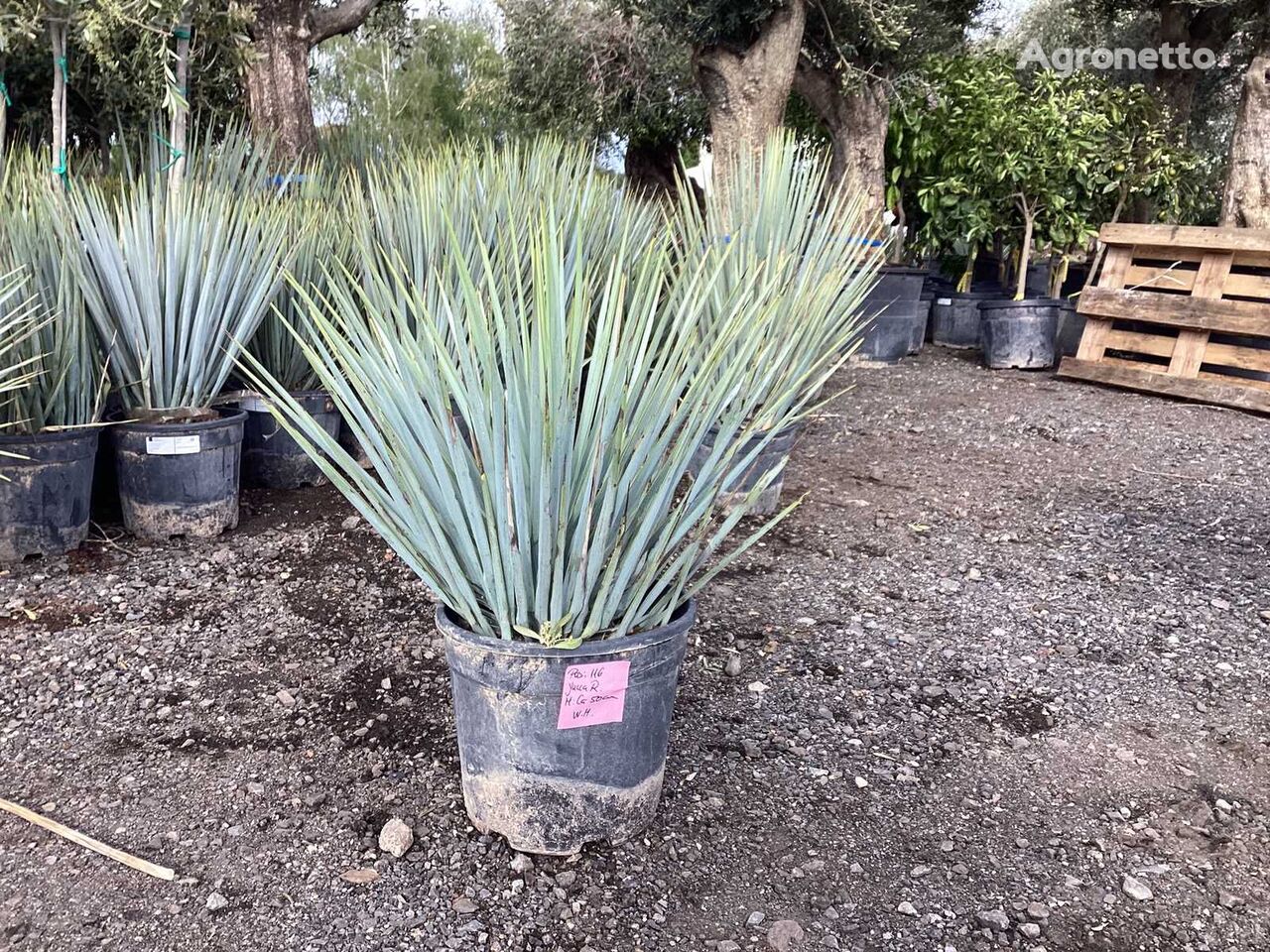 Yucca Rostrata (Winterhart) sierheester jonge boom