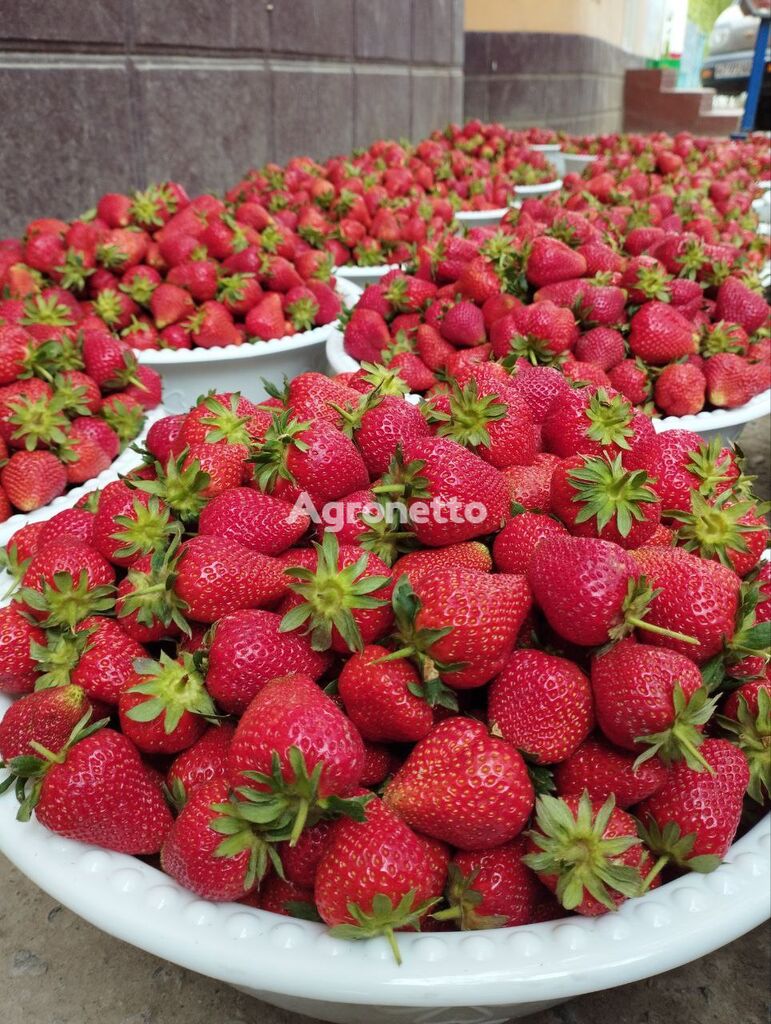 exportation de fraises fraîches